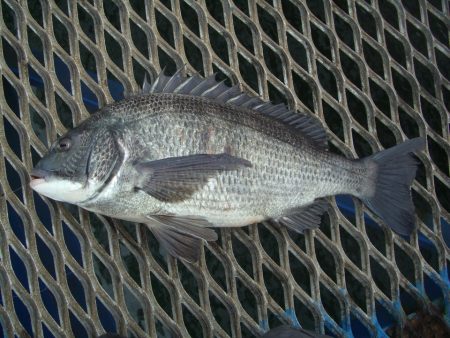 オリジナルメーカー海づり公園(市原市海づり施設) 釣果