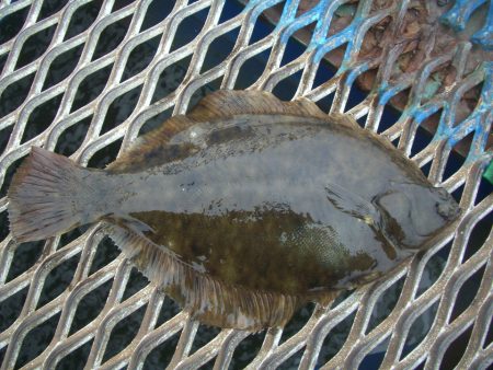 オリジナルメーカー海づり公園(市原市海づり…