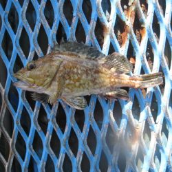 オリジナルメーカー海づり公園(市原市海づり施設) 釣果