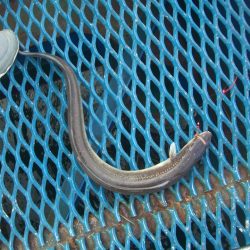 オリジナルメーカー海づり公園(市原市海づり施設) 釣果