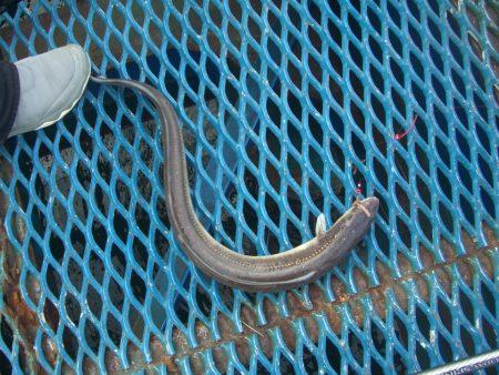 オリジナルメーカー海づり公園(市原市海づり施設) 釣果