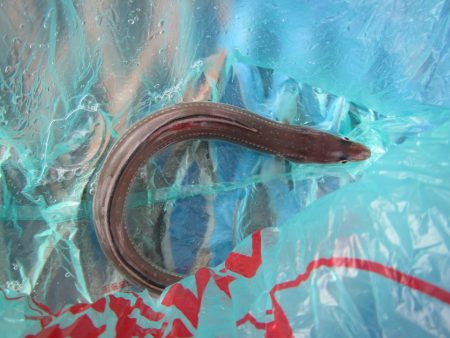 オリジナルメーカー海づり公園(市原市海づり施設) 釣果