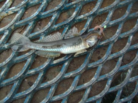 オリジナルメーカー海づり公園(市原市海づり施設) 釣果