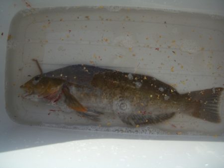 オリジナルメーカー海づり公園(市原市海づり施設) 釣果