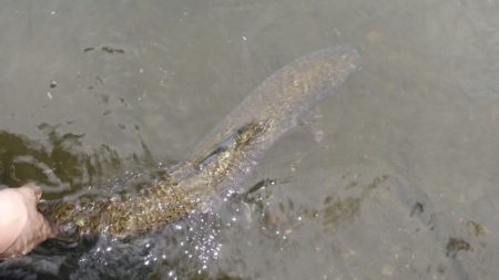 フィッシングレイクたかみや 釣果
