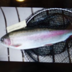 フィッシングレイクたかみや 釣果