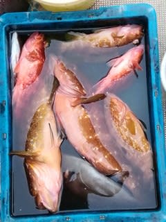 松福丸 釣果