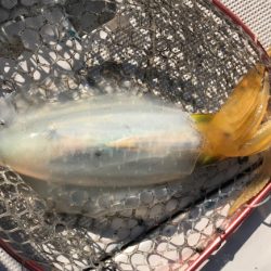 まると屋 釣果