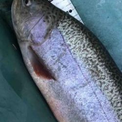 フィッシング サンクチュアリ 釣果