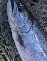 フィッシング サンクチュアリ 釣果