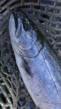 フィッシング サンクチュアリ 釣果