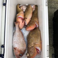 リトルワン 釣果