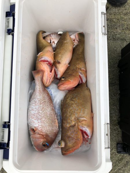 リトルワン 釣果