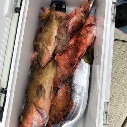 リトルワン 釣果