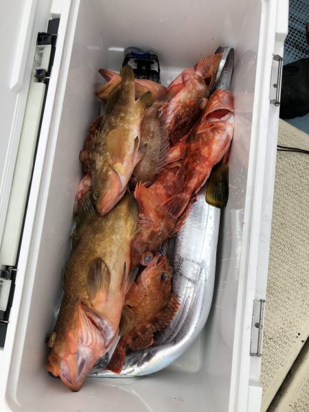 リトルワン 釣果