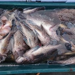 小樽港遊漁船SHAKE 釣果