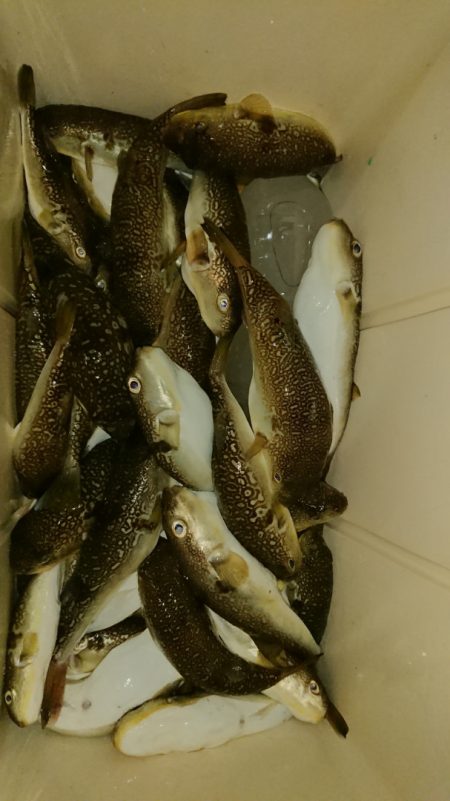 FISHING RISKY 釣果