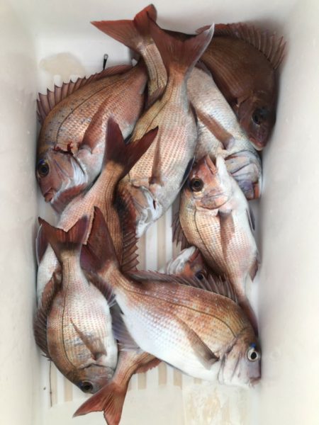 新幸丸 釣果