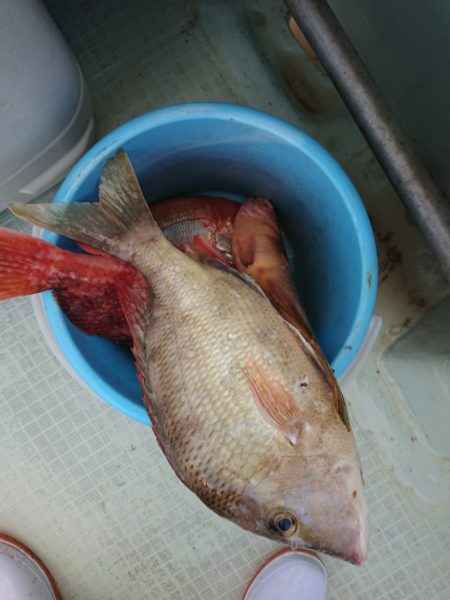 ありもと丸 釣果