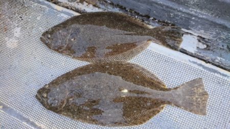 FISHING RISKY 釣果