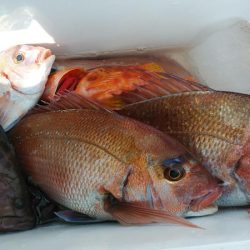 新幸丸 釣果