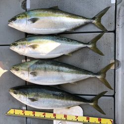 sea boss シーボス 釣果