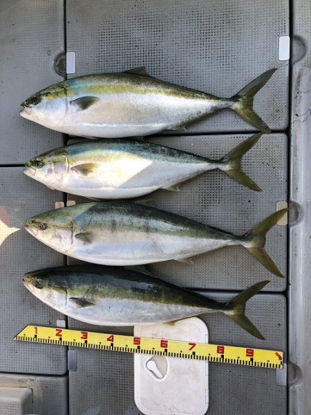 sea boss シーボス 釣果