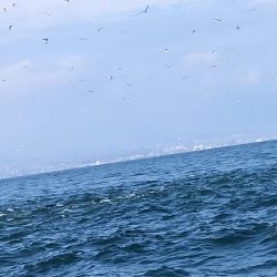 sea boss シーボス 釣果