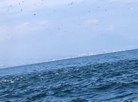 sea boss シーボス 釣果