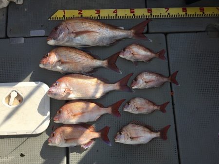 sea boss シーボス 釣果