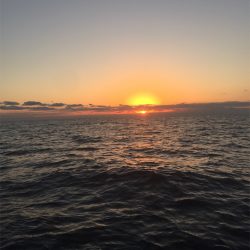 マタウマリンサービス 釣果