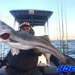 オーシャンマスター 釣果
