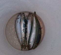 海龍丸(福岡) 釣果
