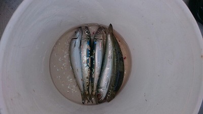 海龍丸(福岡) 釣果