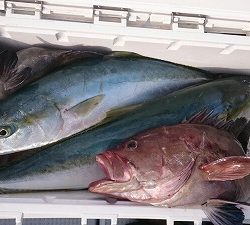 海龍丸(福岡) 釣果