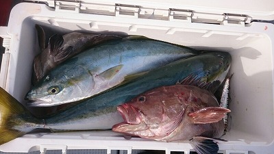 海龍丸(福岡) 釣果