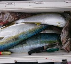 海龍丸(福岡) 釣果