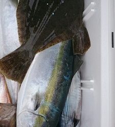 海龍丸(福岡) 釣果