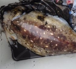 本部釣りイカダ 釣果