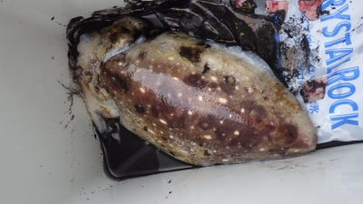 本部釣りイカダ 釣果