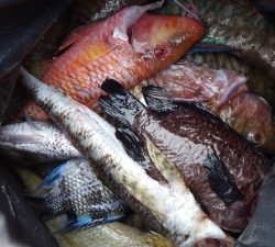 本部釣りイカダ 釣果