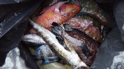 本部釣りイカダ 釣果