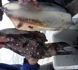 本部釣りイカダ 釣果