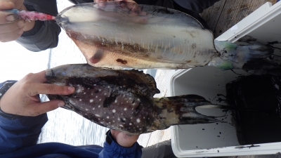 本部釣りイカダ 釣果