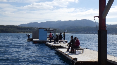 本部釣りイカダ 釣果