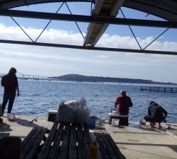 本部釣りイカダ 釣果