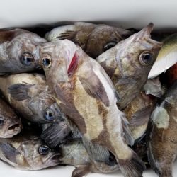 オーフリー 釣果