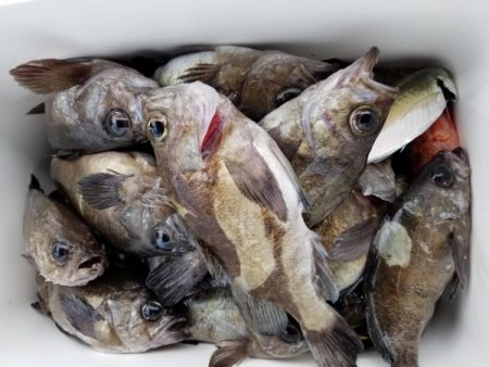 オーフリー 釣果