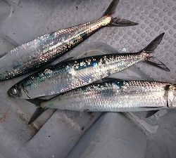 海龍丸（福岡） 釣果