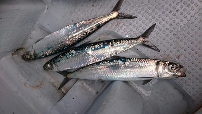 海龍丸（福岡） 釣果